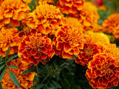 marigold flowers